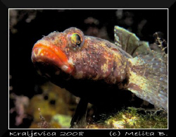 red-mouthed goby / Canon G9, inon d2000 t.3, macro lens by Melita Bubek 